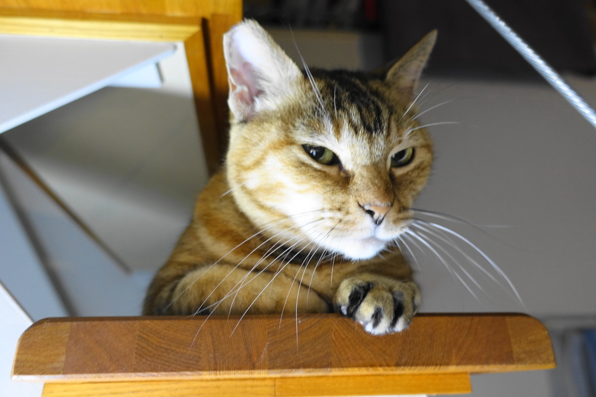 f:id:shigeo-t:20191024112807j:plain f:id:shigeo-t:20191024112807j:plain