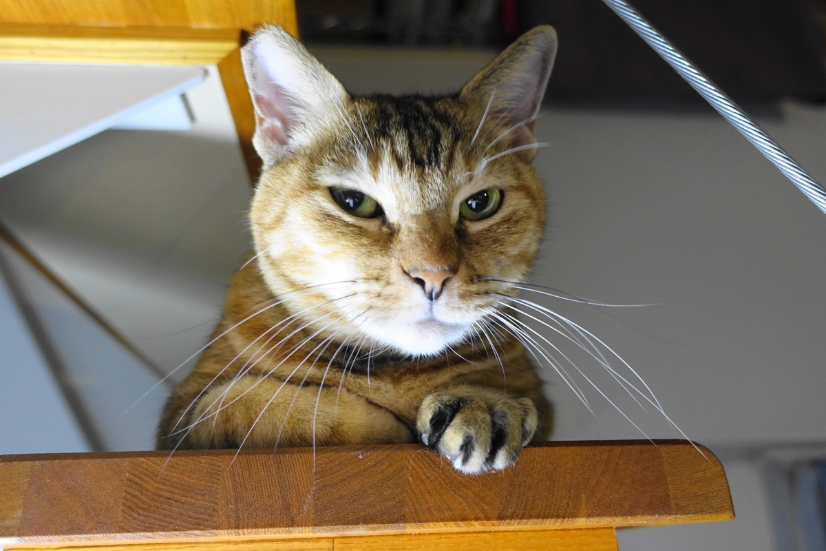 f:id:shigeo-t:20191024112809j:plain f:id:shigeo-t:20191024112809j:plain