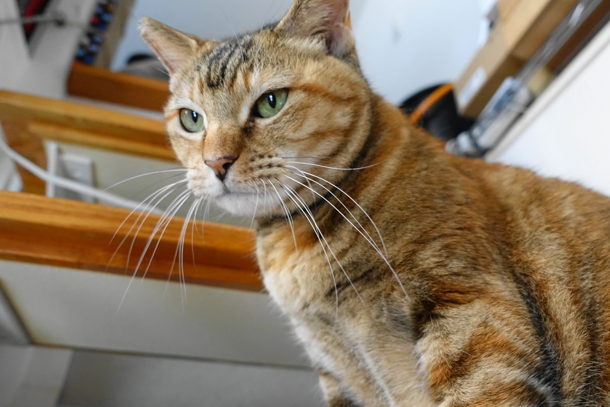 f:id:shigeo-t:20191024113030j:plain f:id:shigeo-t:20191024113030j:plain