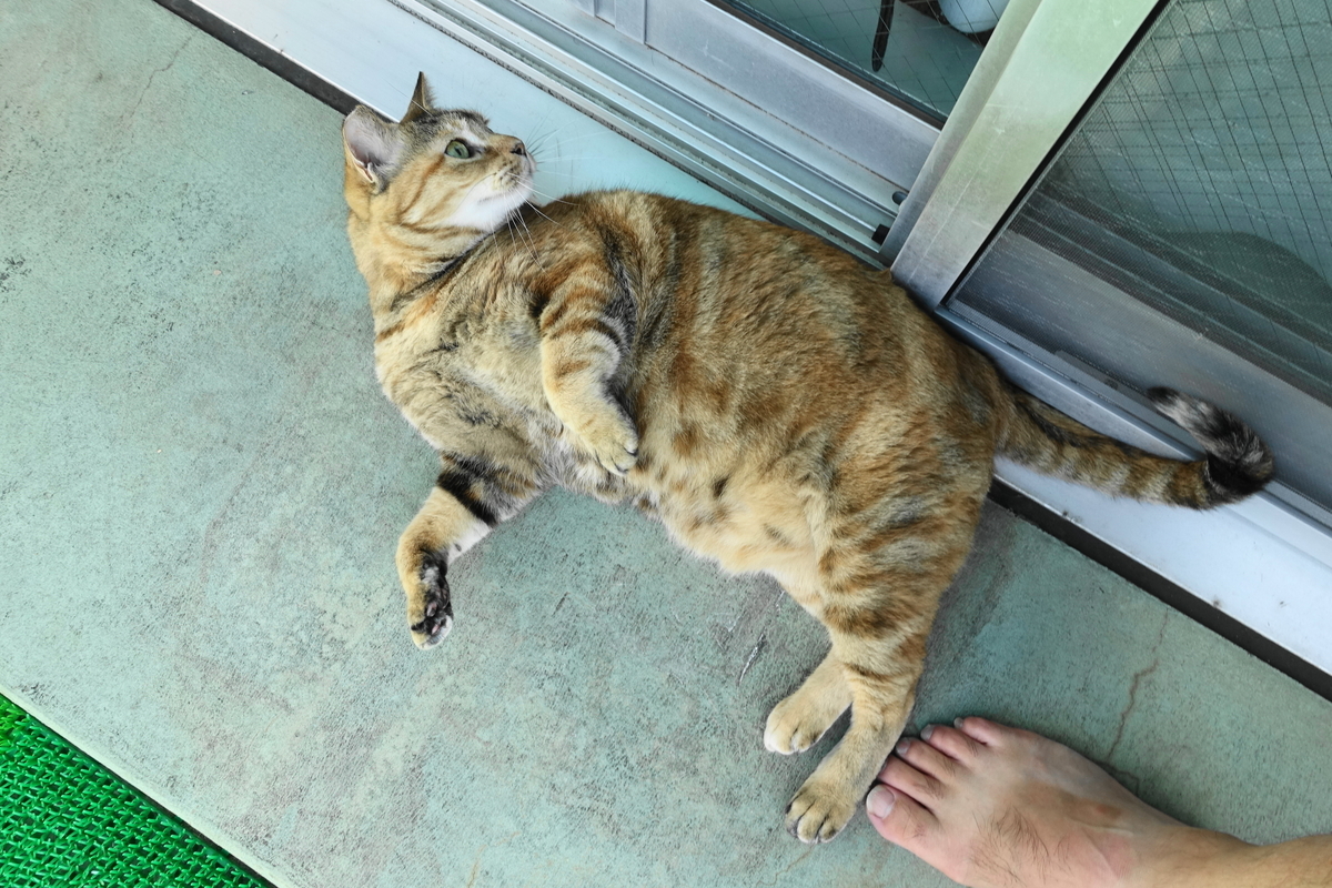 f:id:shigeo-t:20191027105920j:plain f:id:shigeo-t:20191027105920j:plain
