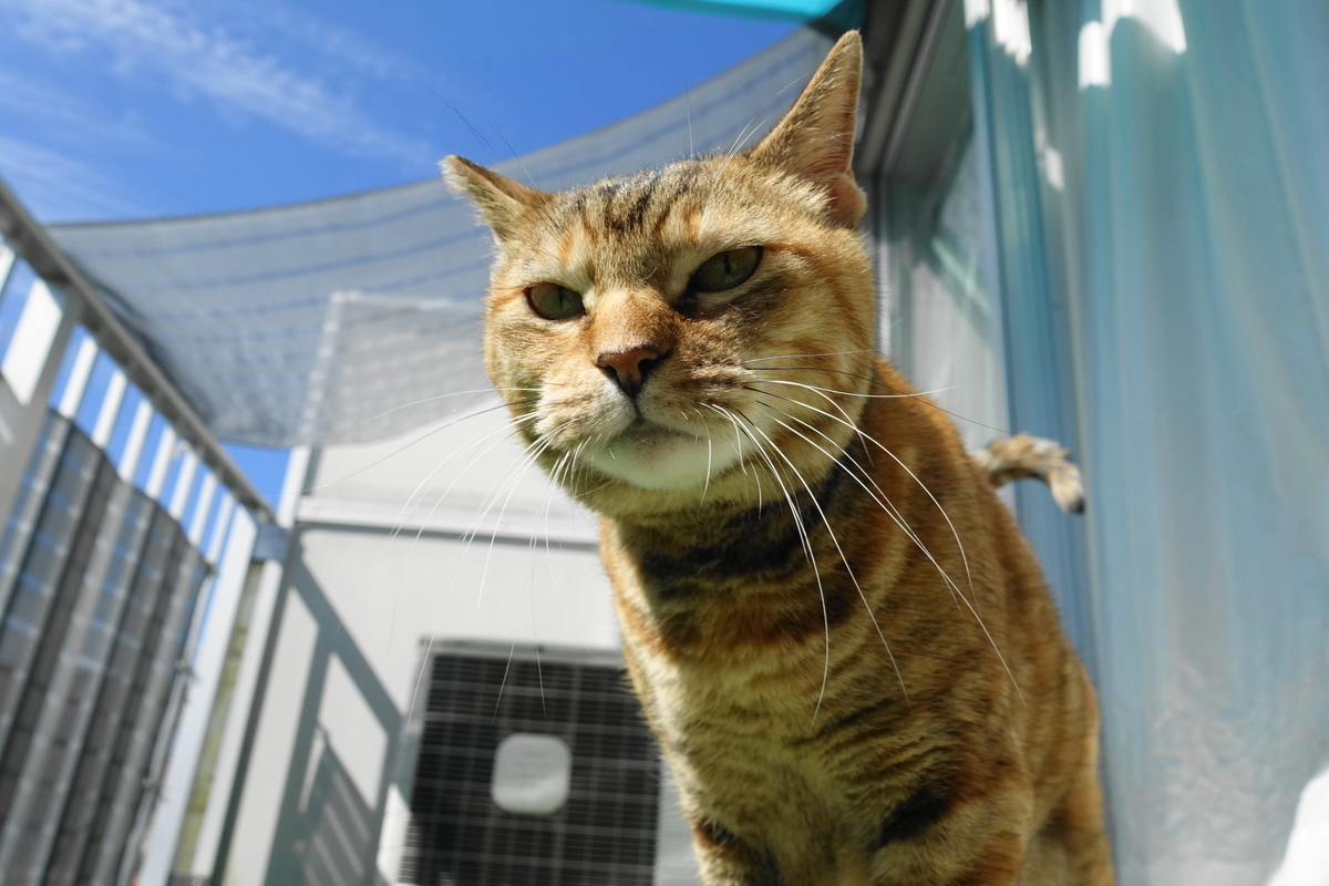f:id:shigeo-t:20191027110446j:plain f:id:shigeo-t:20191027110446j:plain