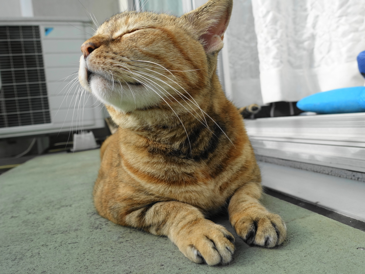 f:id:shigeo-t:20191027110559j:plain f:id:shigeo-t:20191027110559j:plain