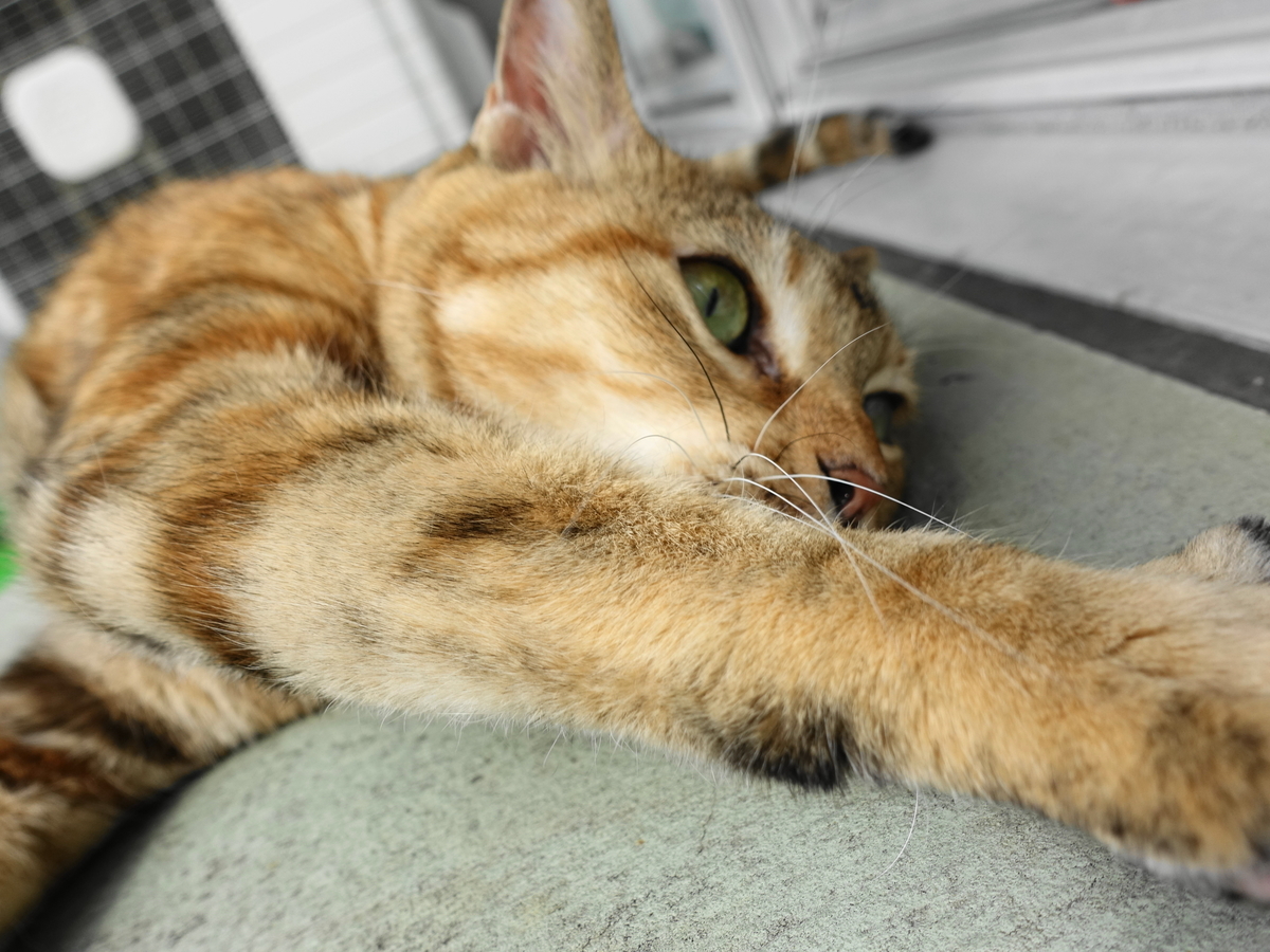 f:id:shigeo-t:20191027110651j:plain f:id:shigeo-t:20191027110651j:plain