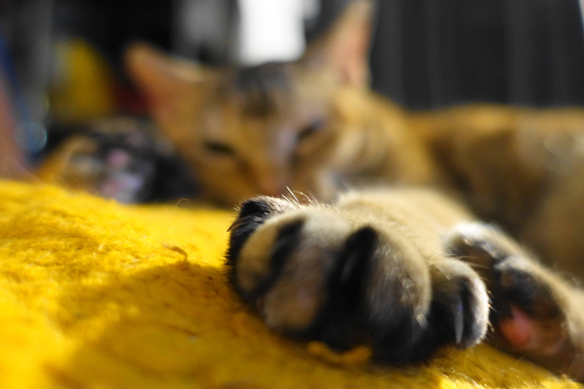 f:id:shigeo-t:20191027112041j:plain f:id:shigeo-t:20191027112041j:plain