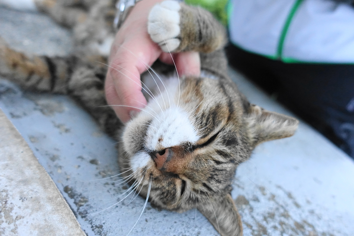 f:id:shigeo-t:20191028095809j:plain