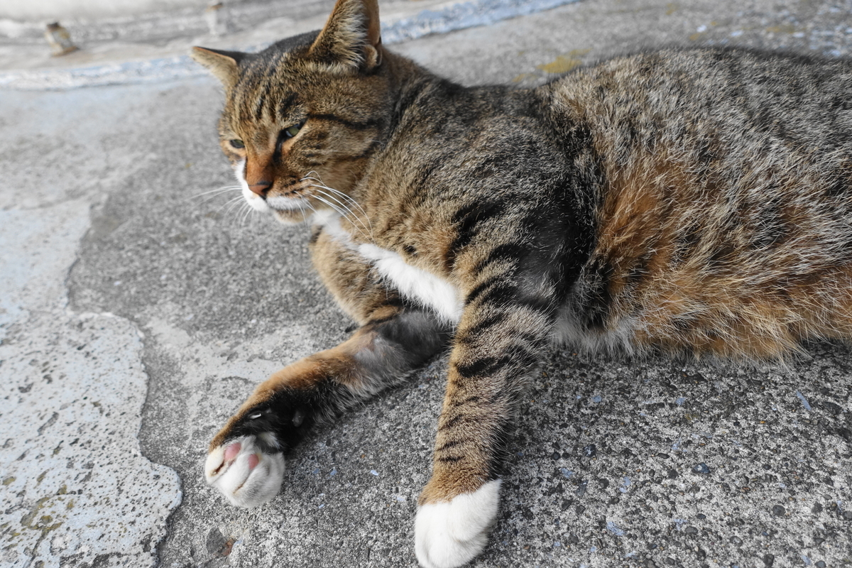 f:id:shigeo-t:20191028101848j:plain