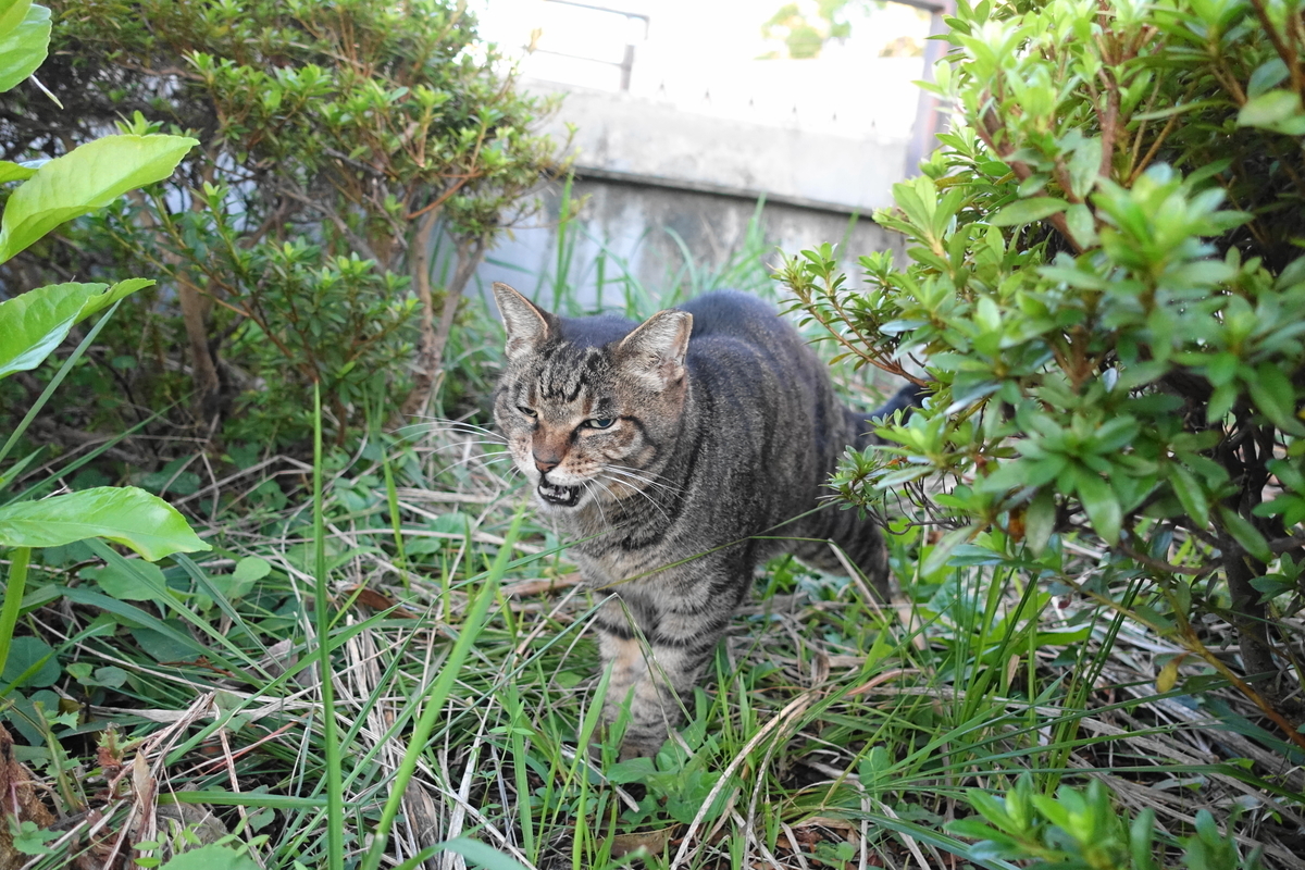 f:id:shigeo-t:20191028103701j:plain