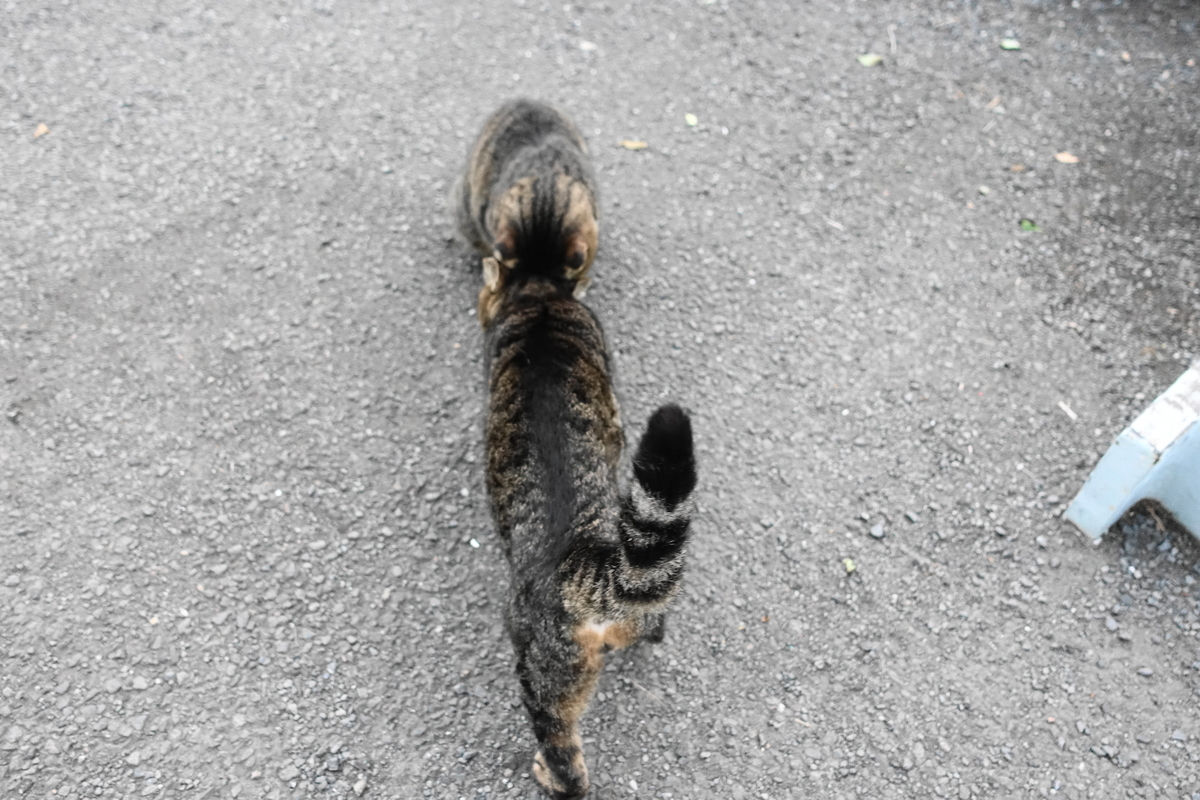 f:id:shigeo-t:20191031093902j:plain f:id:shigeo-t:20191031093902j:plain