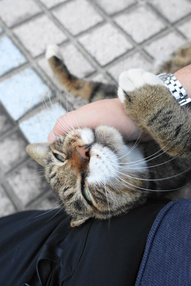 f:id:shigeo-t:20191031094004j:plain f:id:shigeo-t:20191031094004j:plain