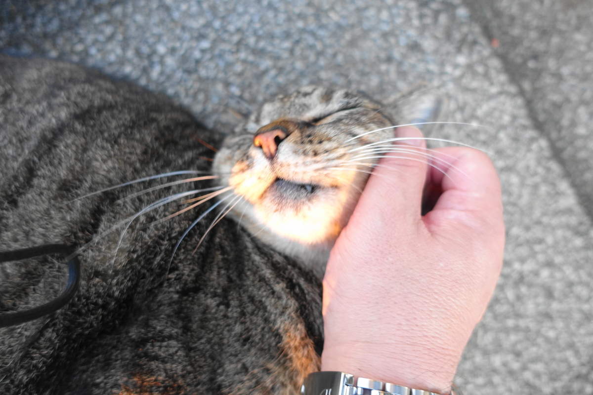f:id:shigeo-t:20191031095438j:plain f:id:shigeo-t:20191031095438j:plain