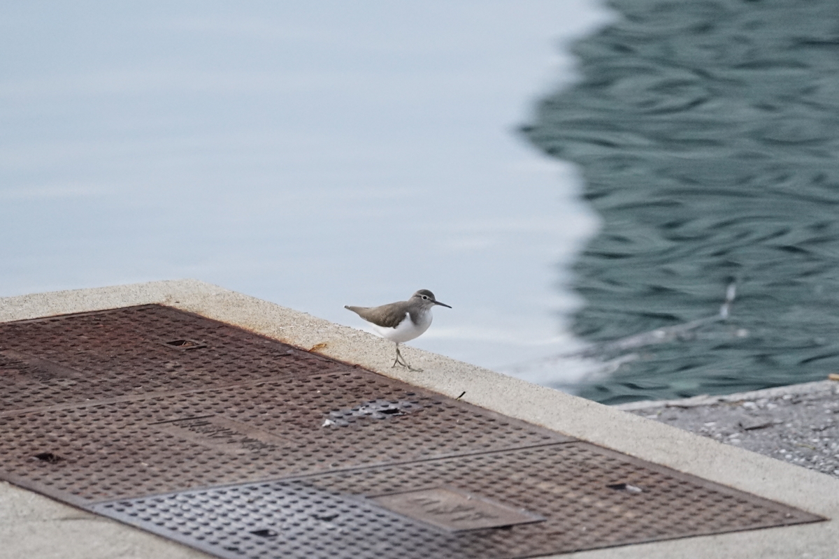f:id:shigeo-t:20191031100819j:plain f:id:shigeo-t:20191031100819j:plain