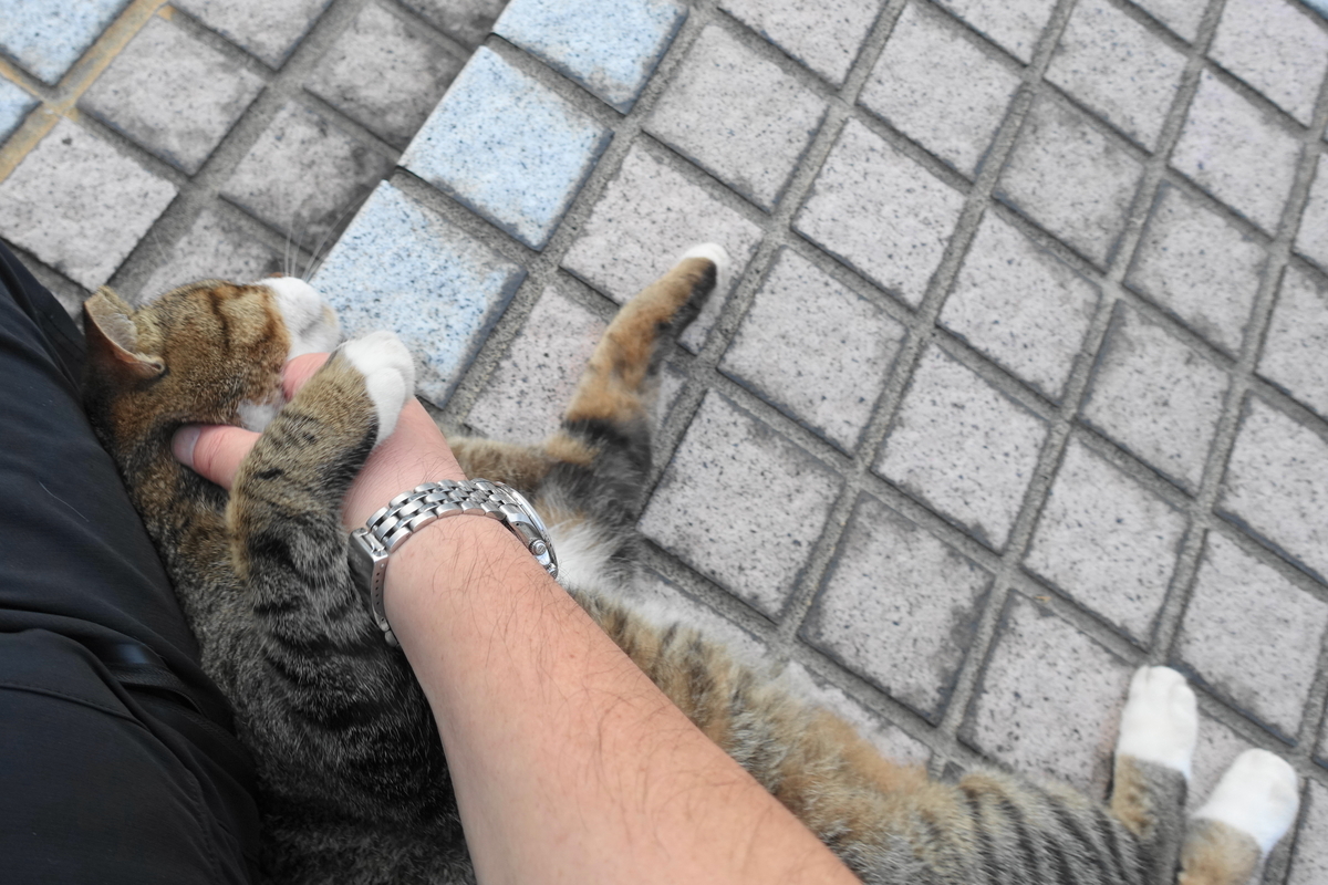 f:id:shigeo-t:20191031101006j:plain f:id:shigeo-t:20191031101006j:plain