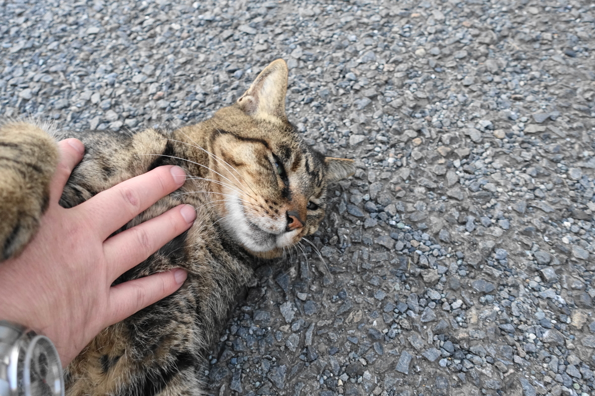 f:id:shigeo-t:20191031101206j:plain f:id:shigeo-t:20191031101206j:plain