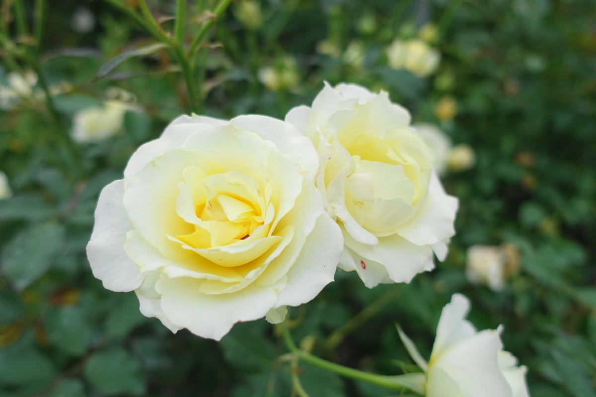 f:id:shigeo-t:20191103141002j:plain f:id:shigeo-t:20191103141002j:plain