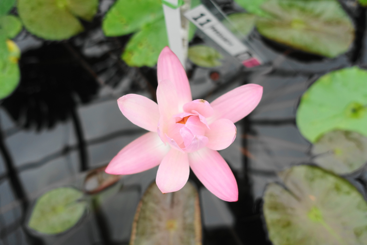f:id:shigeo-t:20191103141232j:plain f:id:shigeo-t:20191103141232j:plain