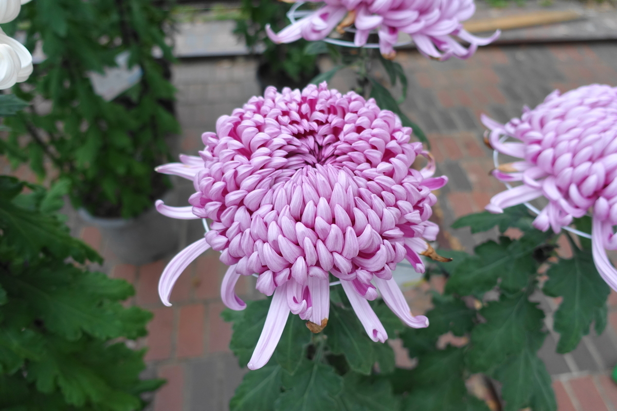 f:id:shigeo-t:20191103141355j:plain f:id:shigeo-t:20191103141355j:plain