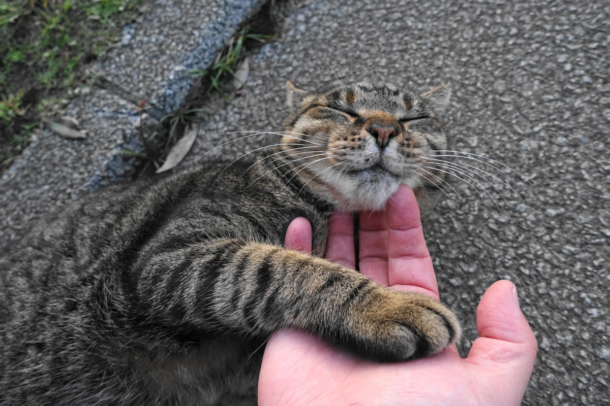 f:id:shigeo-t:20191112083554j:plain f:id:shigeo-t:20191112083554j:plain