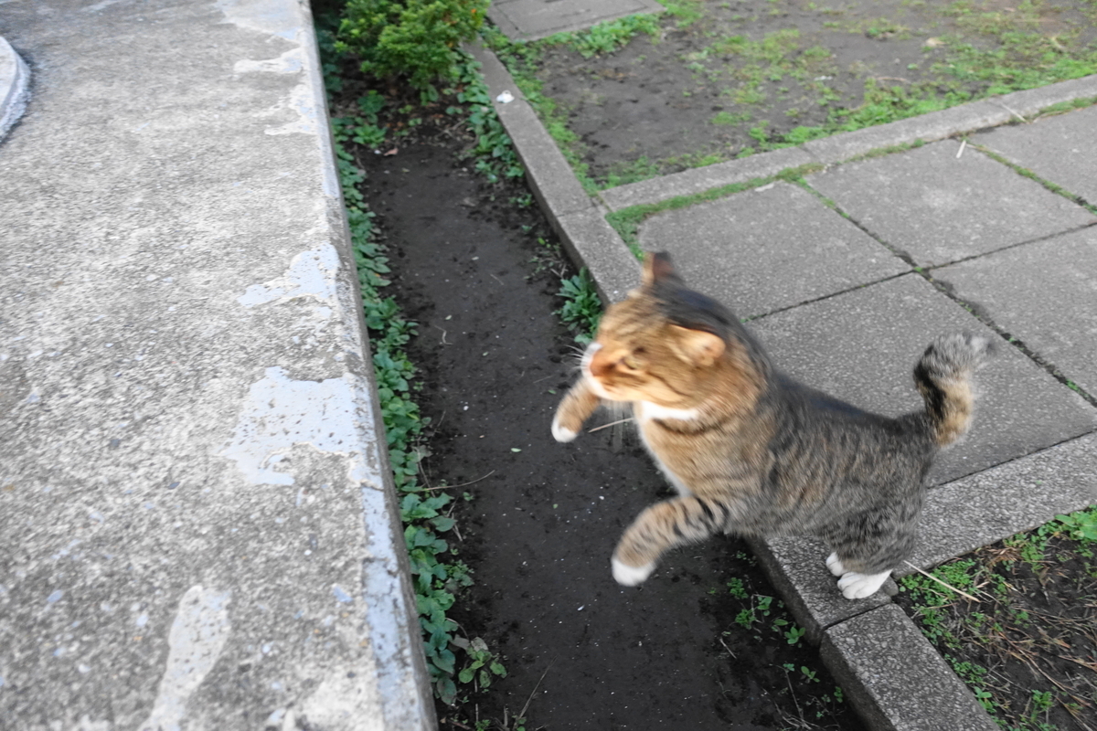 f:id:shigeo-t:20191112083628j:plain f:id:shigeo-t:20191112083628j:plain