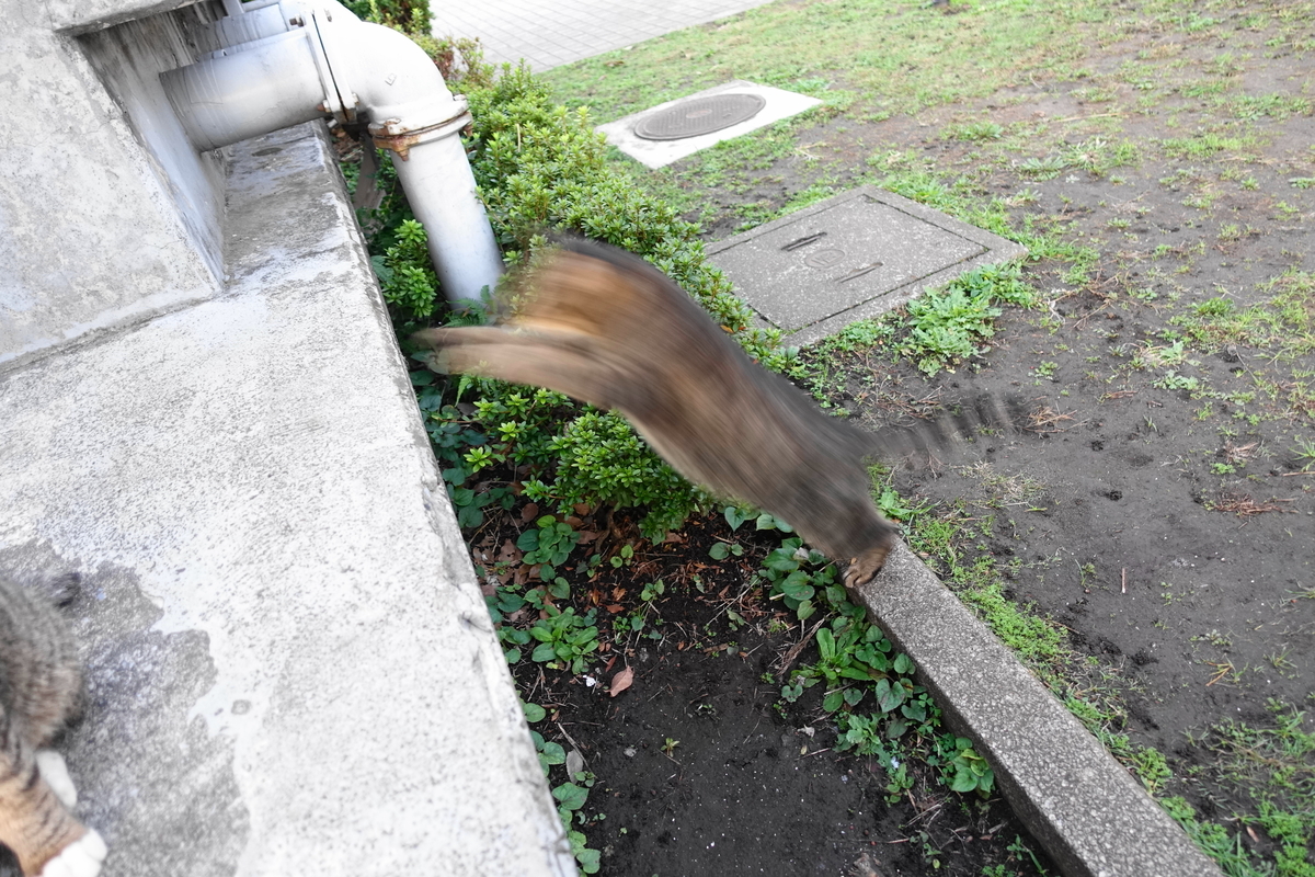 f:id:shigeo-t:20191112083637j:plain f:id:shigeo-t:20191112083637j:plain