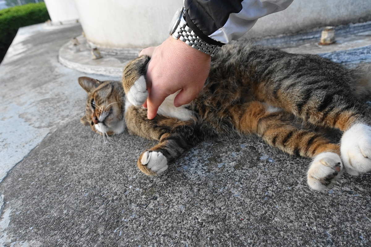 f:id:shigeo-t:20191112083801j:plain f:id:shigeo-t:20191112083801j:plain