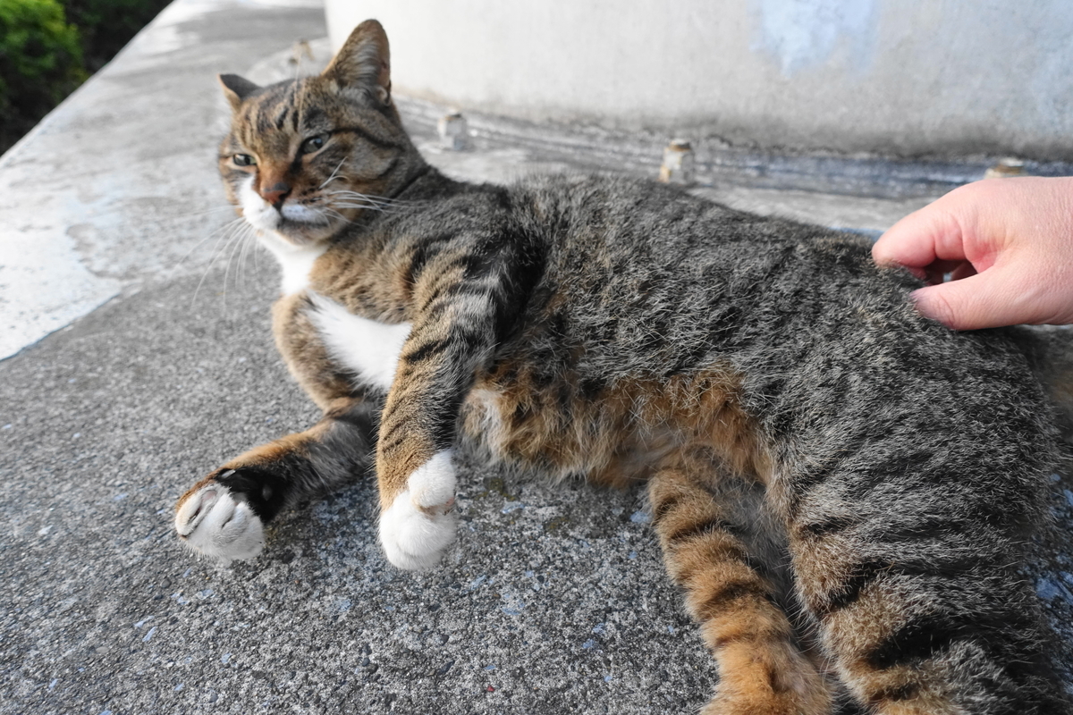 f:id:shigeo-t:20191112083814j:plain f:id:shigeo-t:20191112083814j:plain
