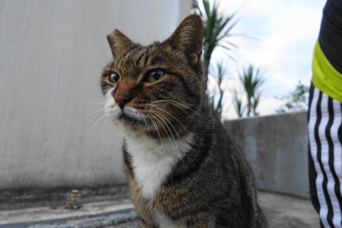f:id:shigeo-t:20191112084918j:plain f:id:shigeo-t:20191112084918j:plain