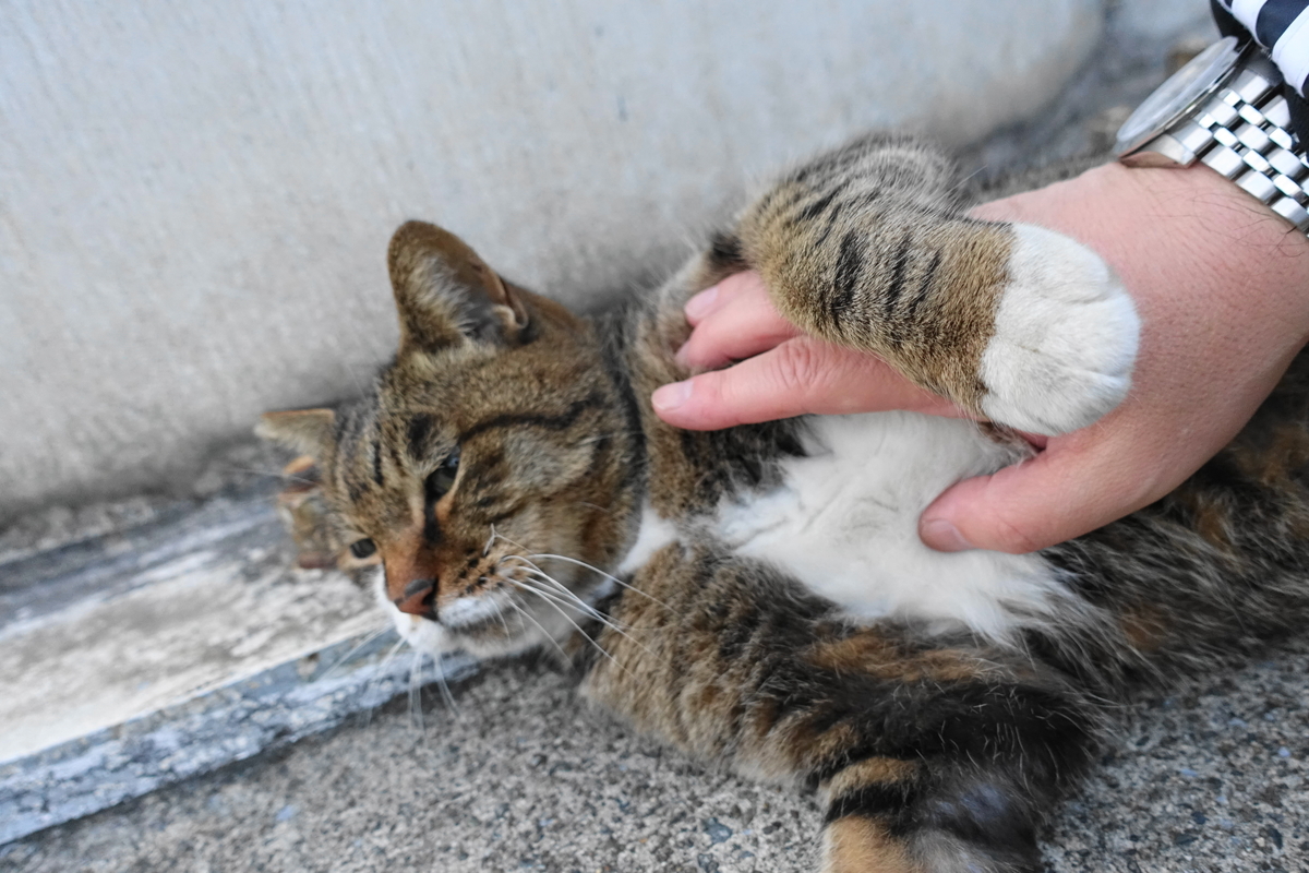 f:id:shigeo-t:20191112085158j:plain f:id:shigeo-t:20191112085158j:plain