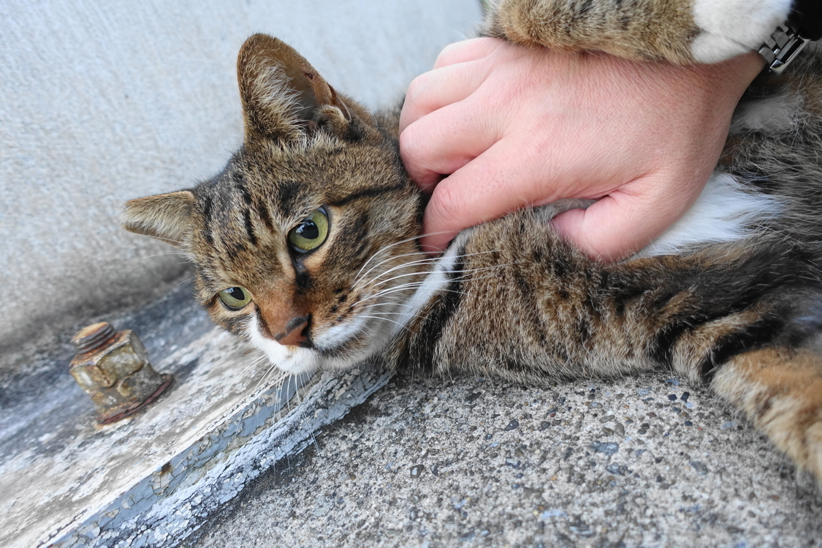 f:id:shigeo-t:20191112085214j:plain f:id:shigeo-t:20191112085214j:plain