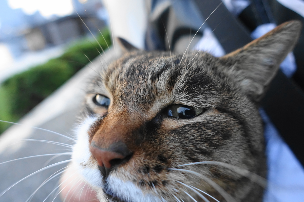 f:id:shigeo-t:20191112090249j:plain f:id:shigeo-t:20191112090249j:plain