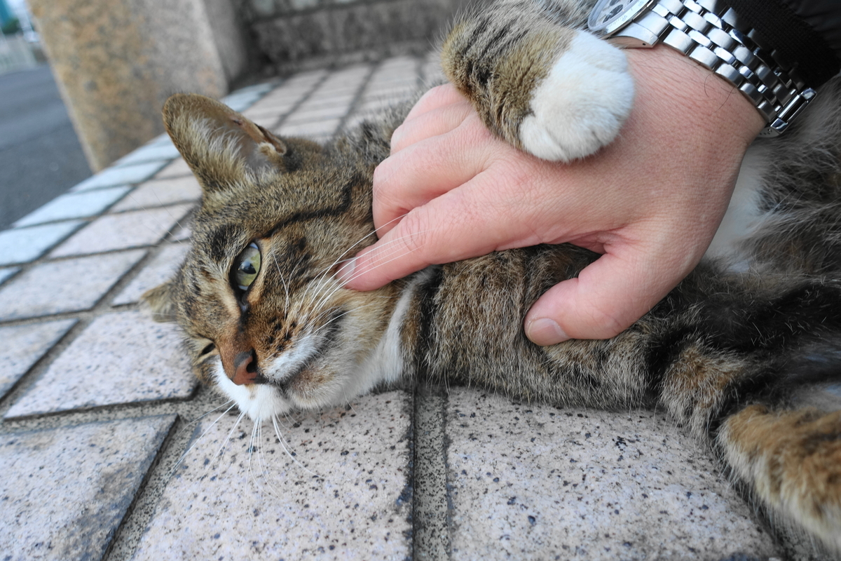 f:id:shigeo-t:20191112090741j:plain f:id:shigeo-t:20191112090741j:plain