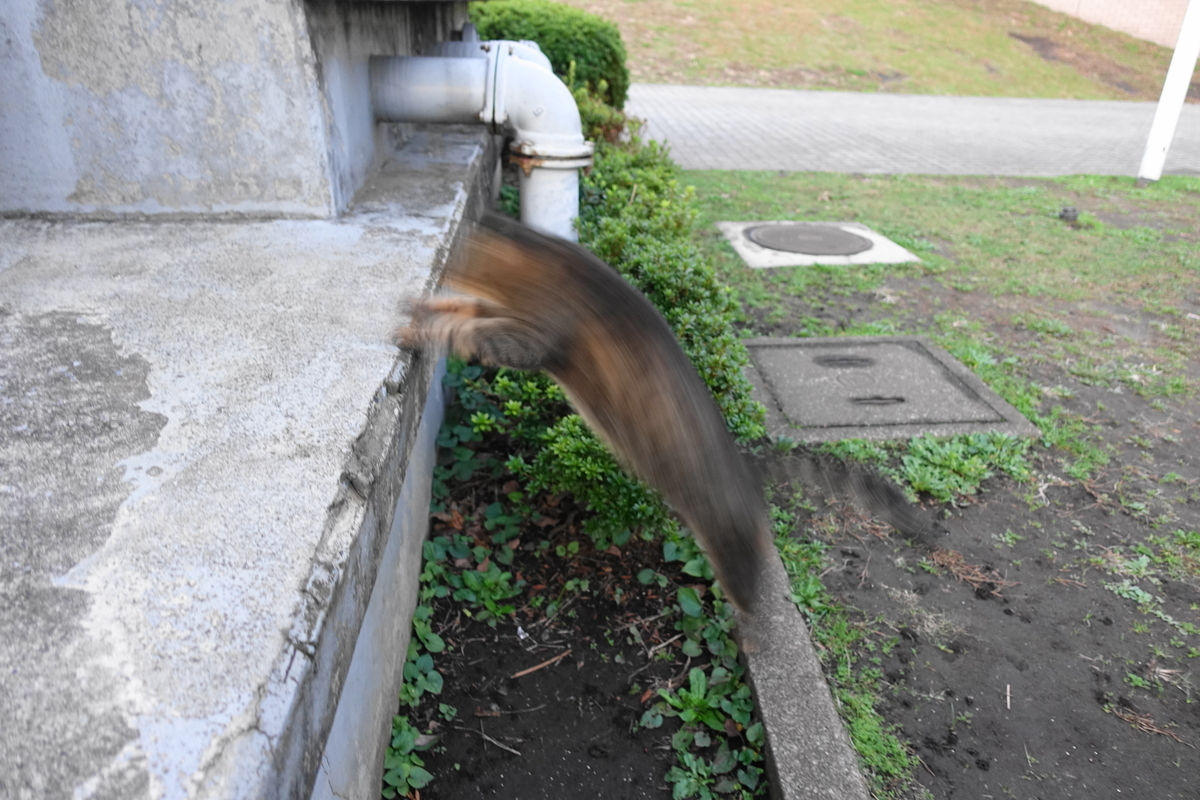 f:id:shigeo-t:20191113095446j:plain f:id:shigeo-t:20191113095446j:plain