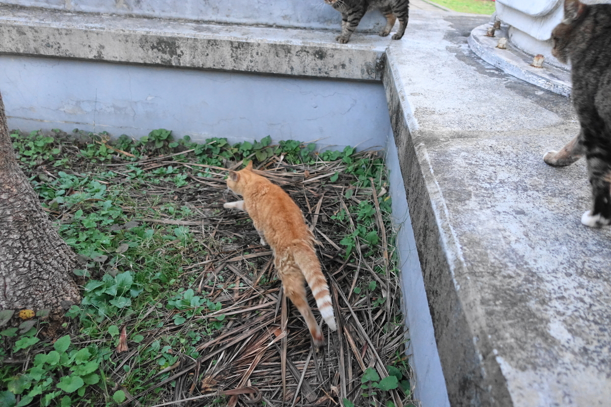 f:id:shigeo-t:20191113095516j:plain f:id:shigeo-t:20191113095516j:plain