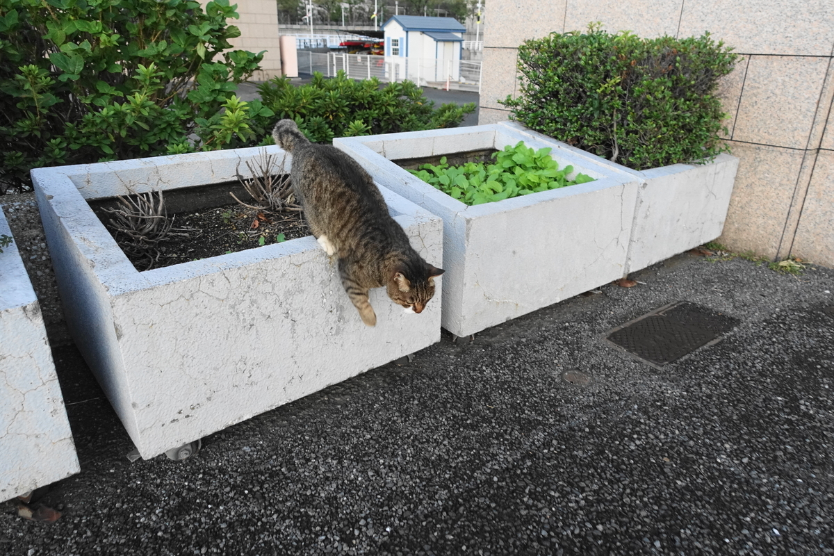 f:id:shigeo-t:20191113100003j:plain f:id:shigeo-t:20191113100003j:plain