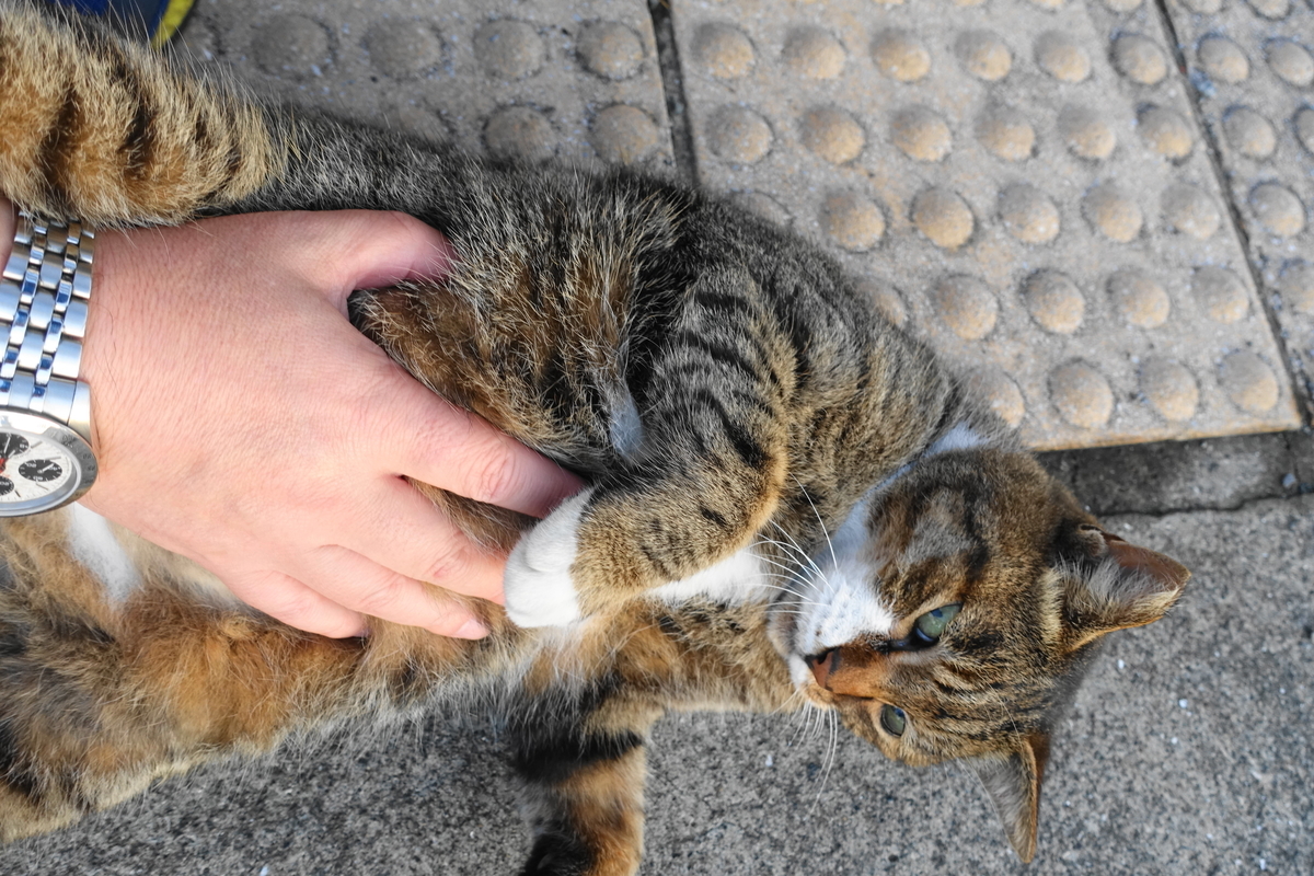 f:id:shigeo-t:20191113100125j:plain f:id:shigeo-t:20191113100125j:plain