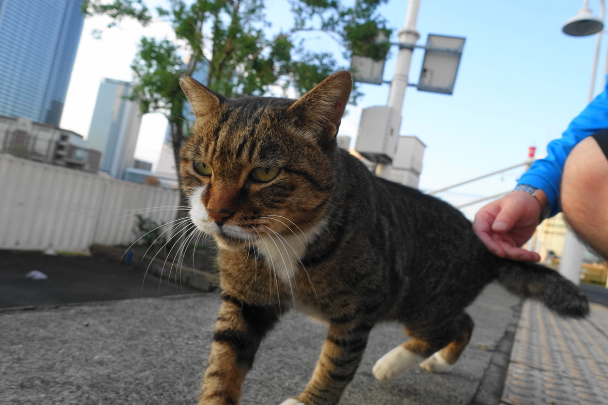f:id:shigeo-t:20191113100137j:plain f:id:shigeo-t:20191113100137j:plain