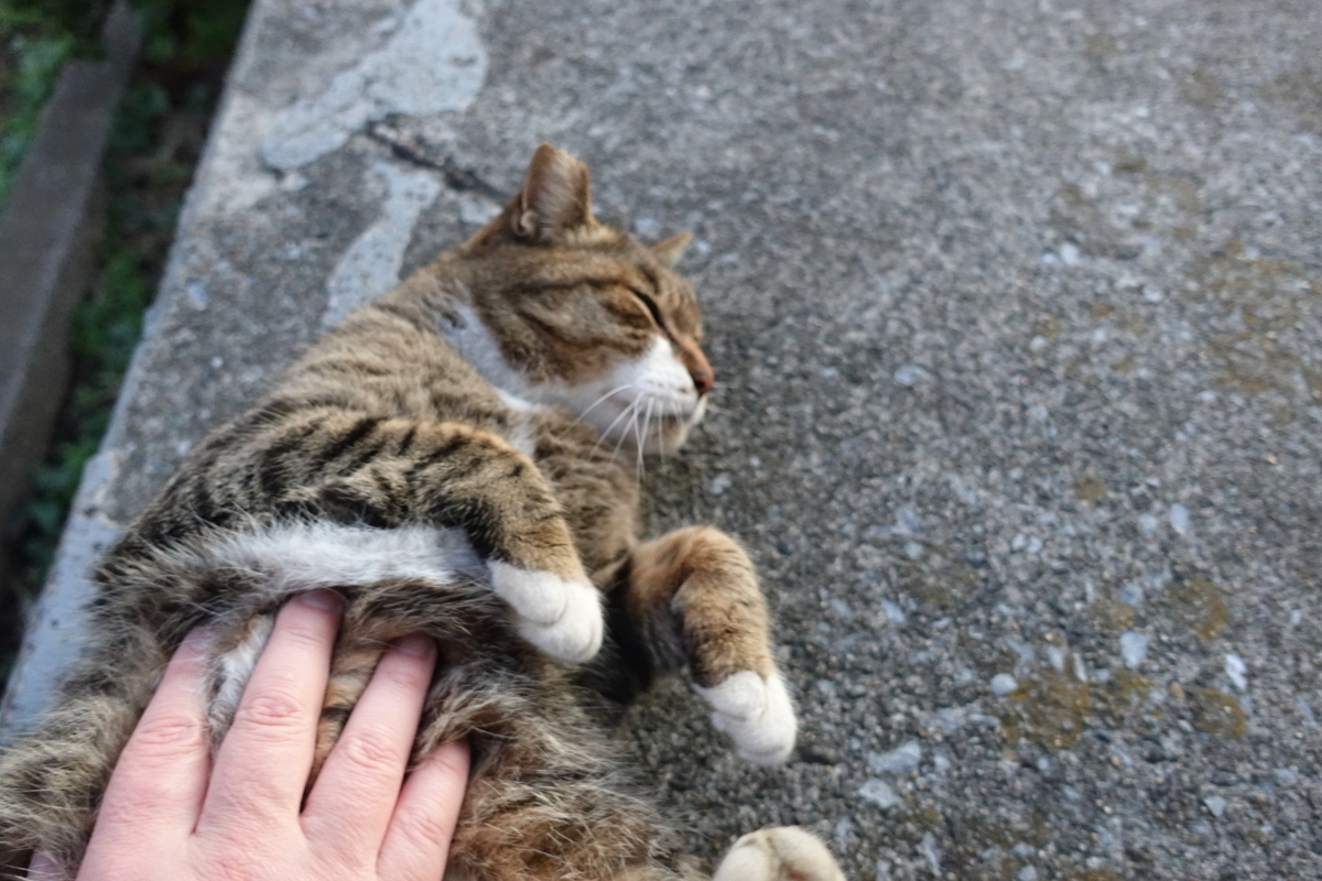 f:id:shigeo-t:20191113101308j:plain f:id:shigeo-t:20191113101308j:plain