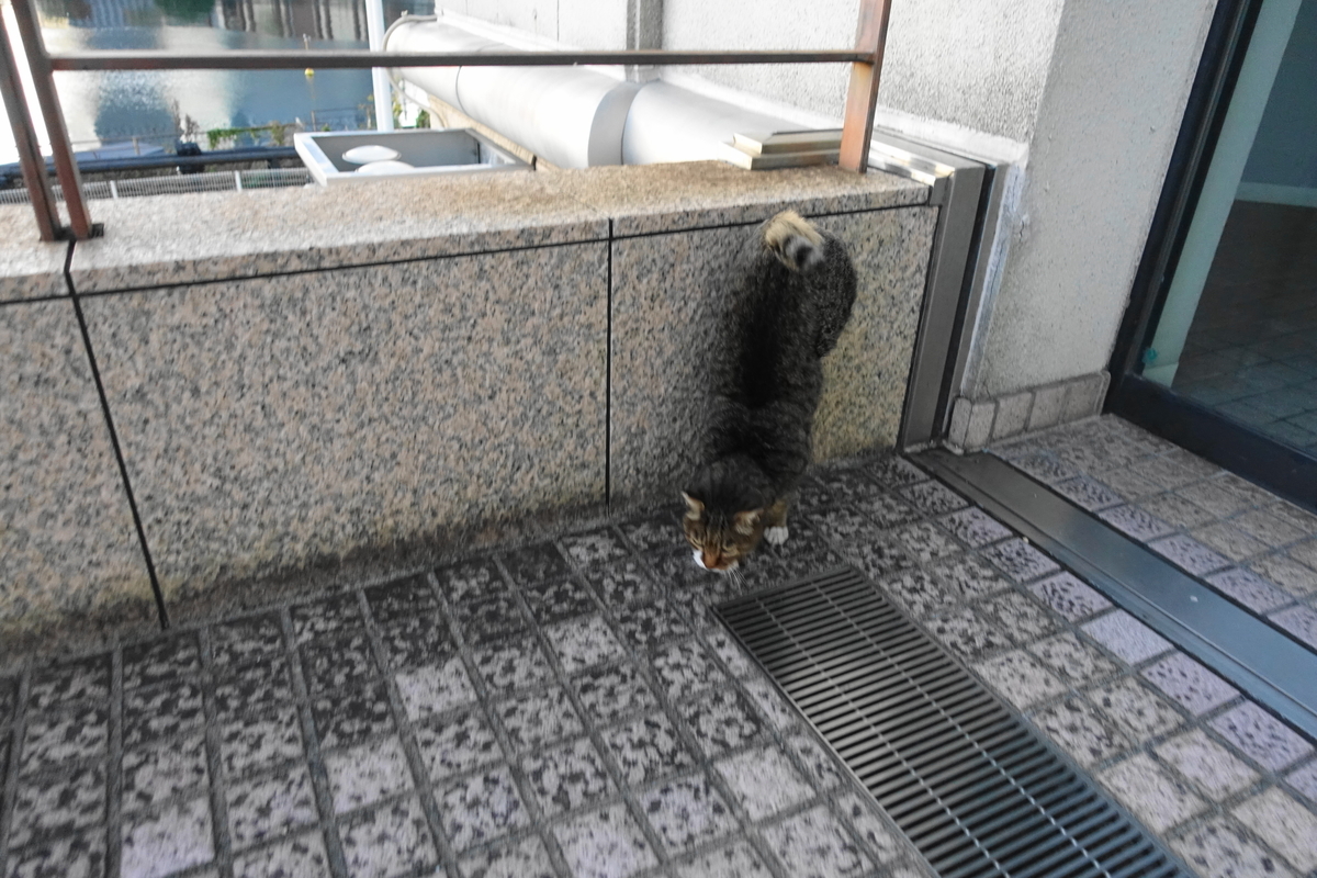 f:id:shigeo-t:20191113102524j:plain f:id:shigeo-t:20191113102524j:plain