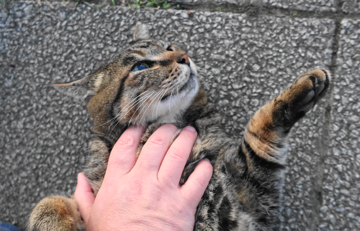 f:id:shigeo-t:20191113103642p:plain f:id:shigeo-t:20191113103642p:plain