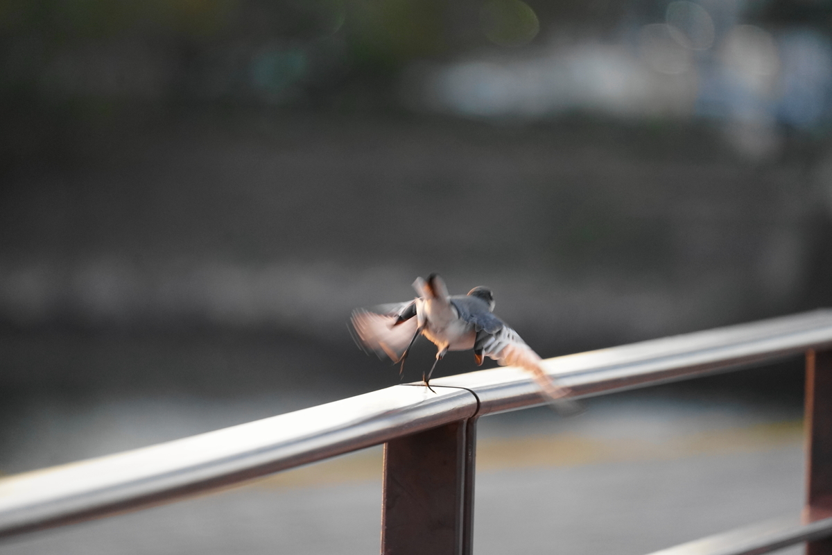 f:id:shigeo-t:20191113104741j:plain f:id:shigeo-t:20191113104741j:plain