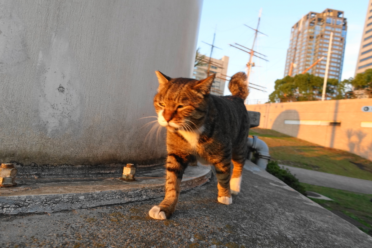 f:id:shigeo-t:20191113104822j:plain f:id:shigeo-t:20191113104822j:plain