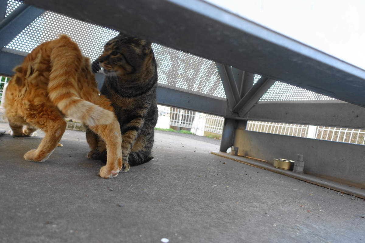 f:id:shigeo-t:20191113110133j:plain f:id:shigeo-t:20191113110133j:plain