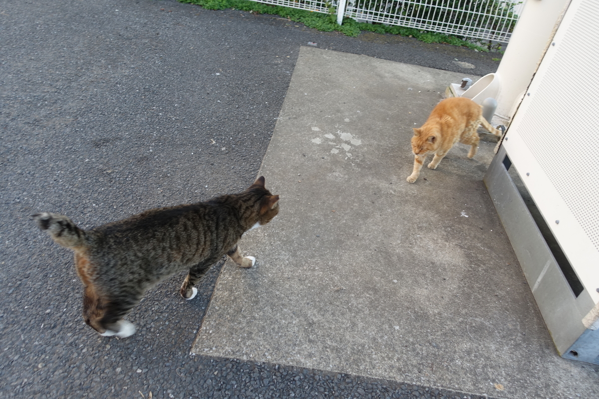 f:id:shigeo-t:20191113110204j:plain f:id:shigeo-t:20191113110204j:plain