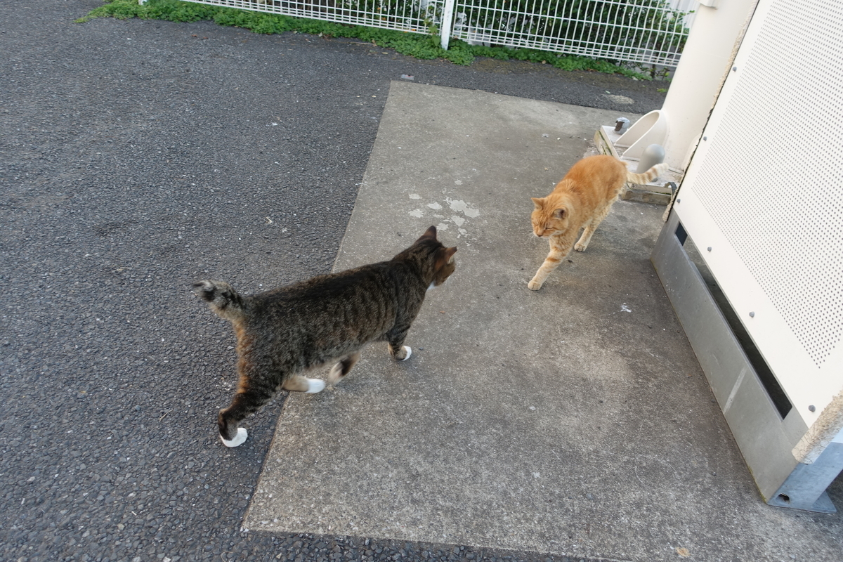 f:id:shigeo-t:20191113110205j:plain f:id:shigeo-t:20191113110205j:plain