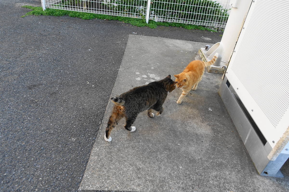f:id:shigeo-t:20191113110525j:plain f:id:shigeo-t:20191113110525j:plain