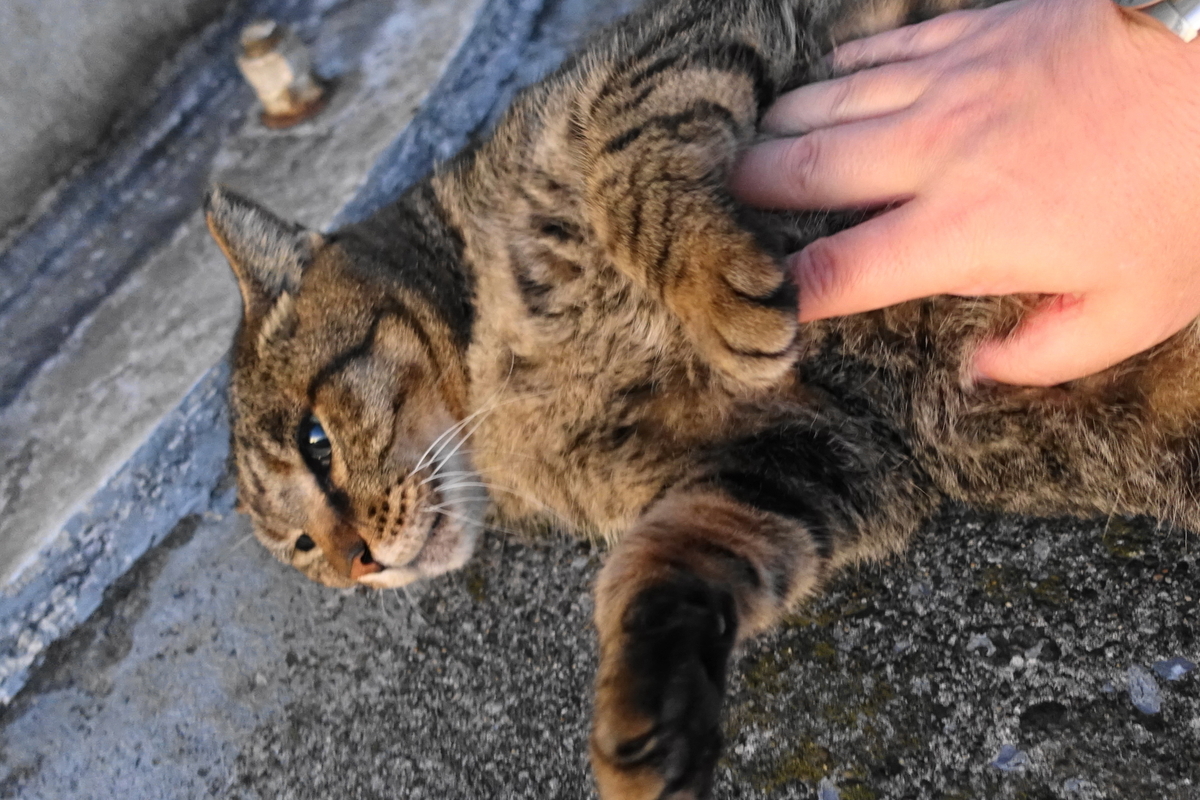 f:id:shigeo-t:20191116095207j:plain f:id:shigeo-t:20191116095207j:plain