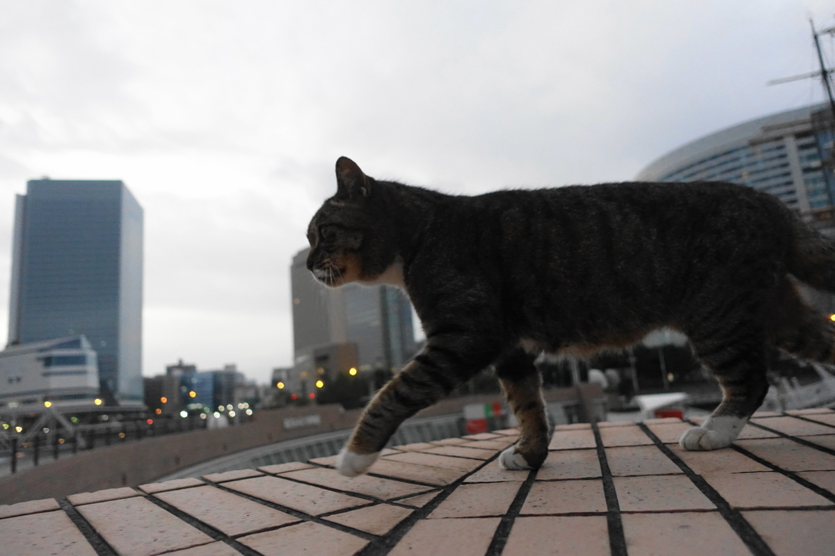 f:id:shigeo-t:20191116101455j:plain f:id:shigeo-t:20191116101455j:plain