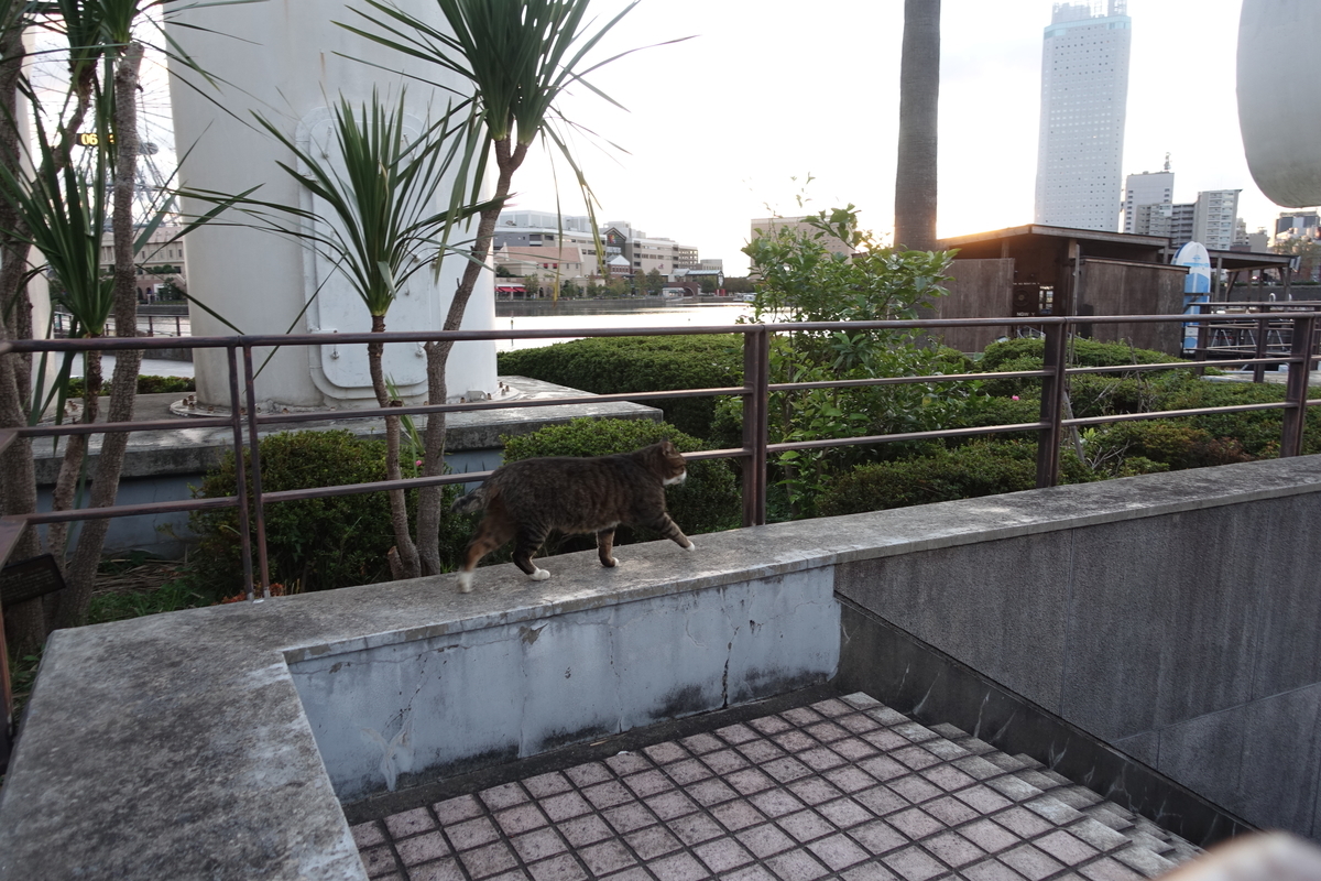 f:id:shigeo-t:20191116104431j:plain f:id:shigeo-t:20191116104431j:plain