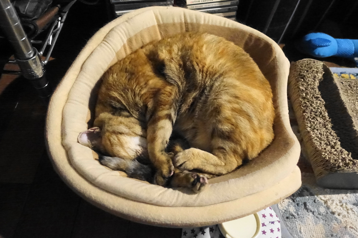 f:id:shigeo-t:20191118112622j:plain