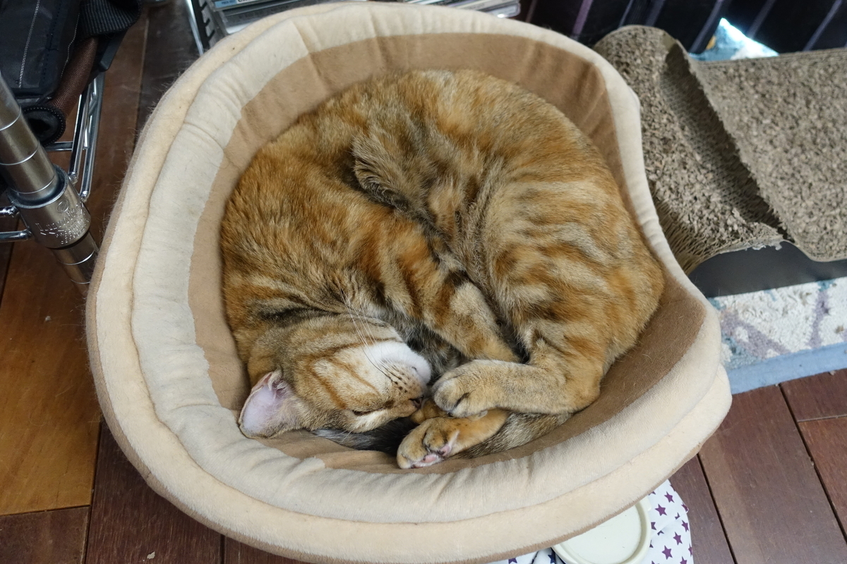 f:id:shigeo-t:20191118112648j:plain