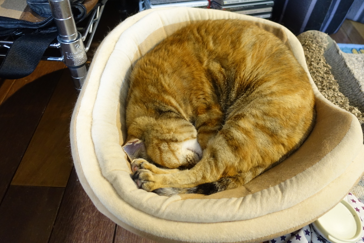 f:id:shigeo-t:20191118112801j:plain